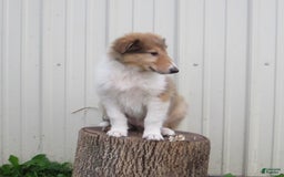 Collie dogs for sale: Albert - Image 6