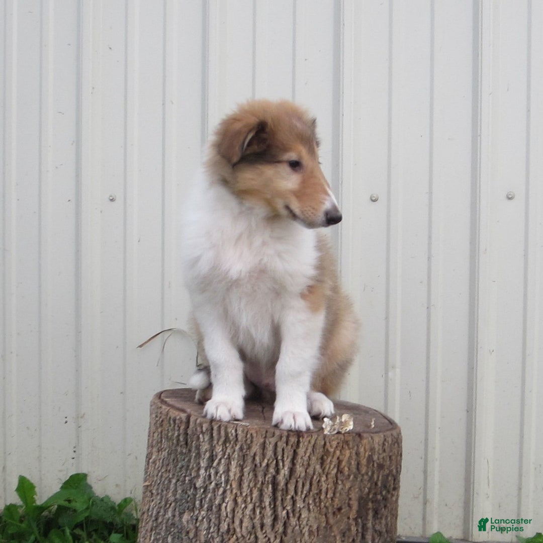 Collie dogs for sale: Albert - Image 6