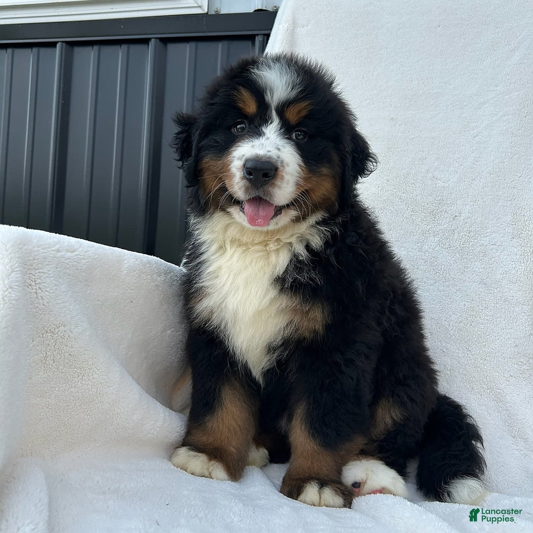 Bernese Mountain Dog dogs for sale: Bailey - Image 8