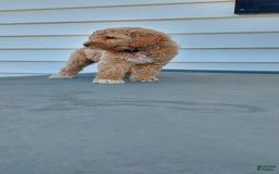 Goldendoodle dogs for sale: BARKLEY - Image 3