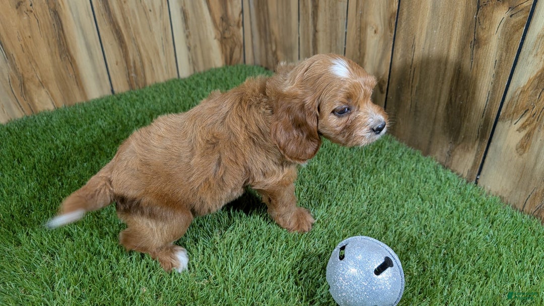 Cavapoo dogs for sale: Honeycomb Girl 9 - Image 9