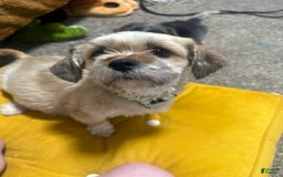 Shih Tzu dogs for sale: Chewbaca - Image 2