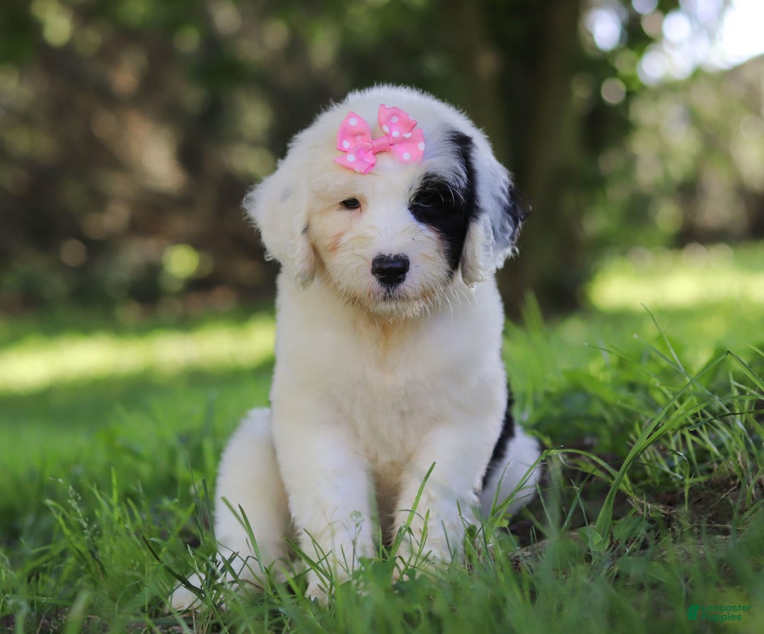 Sheepadoodle dogs for sale: Leah - Image 1