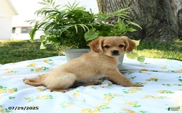Cavapoo dogs for sale: Charlie - Image 4