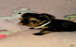 Yorkshire Terrier dogs for sale: Cc - Image 15