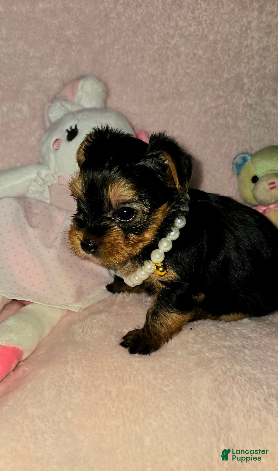 Yorkshire Terrier dogs for sale: Cc - Image 15