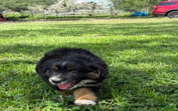  dogs for sale: Toy Australian Shepherd 2 puppies - Image 14