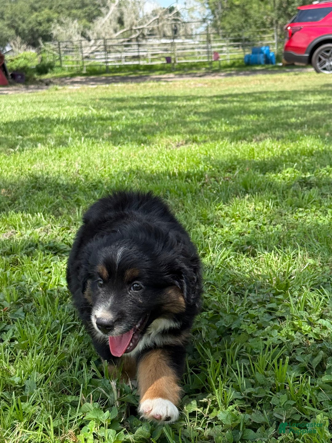  dogs for sale: Toy Australian Shepherd 2 puppies - Image 14
