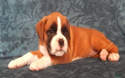 Boxer dogs for sale: Cindy - Image 8
