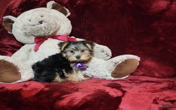 Yorkshire Terrier dogs for sale: Maui - Image 5