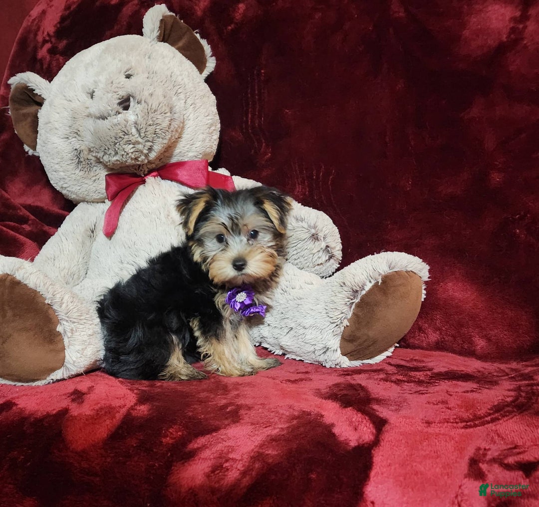 Yorkshire Terrier dogs for sale: Maui - Image 5
