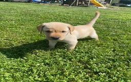 Labrador Retriever dogs for sale: Uriah - Image 1