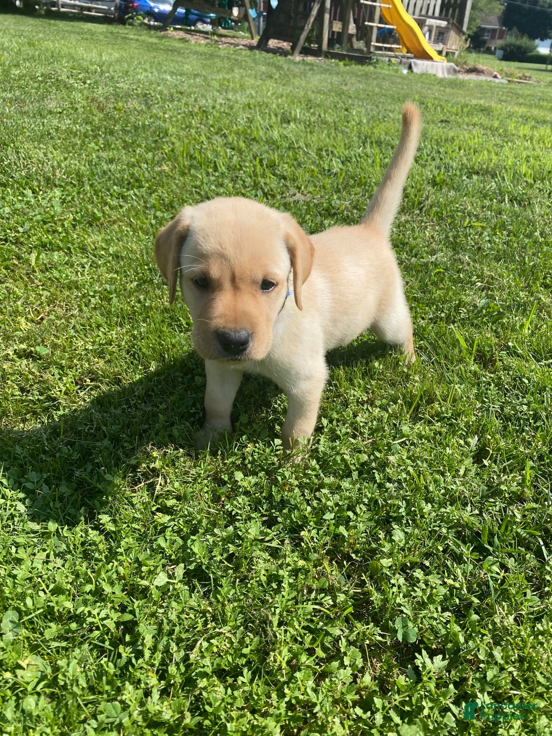 Labrador Retriever dogs for sale: Uriah - Image 1