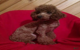 Mini Goldendoodle dogs for sale: Maple - Image 7