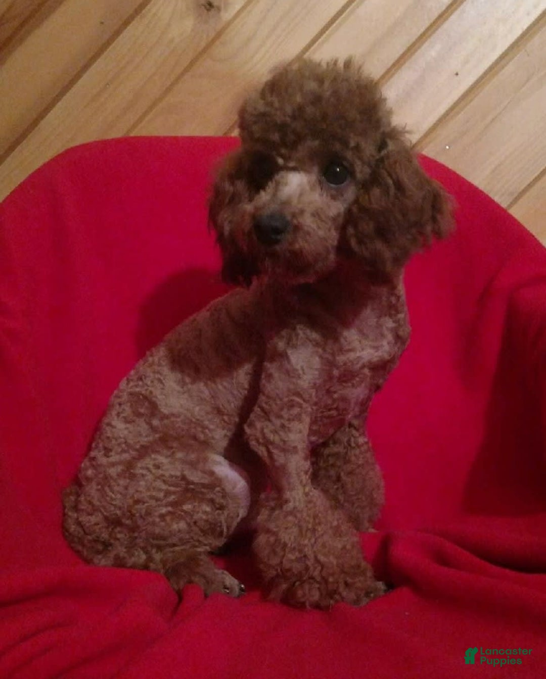 Mini Goldendoodle dogs for sale: Maple - Image 7