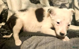 Border Collie dogs for sale: Dreami - Image 16