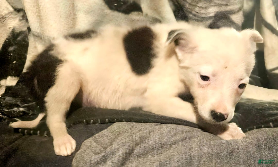 Border Collie dogs for sale: Dreami - Image 16