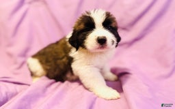 Saint Bernard dogs for sale: 14 Saints Available - Image 8