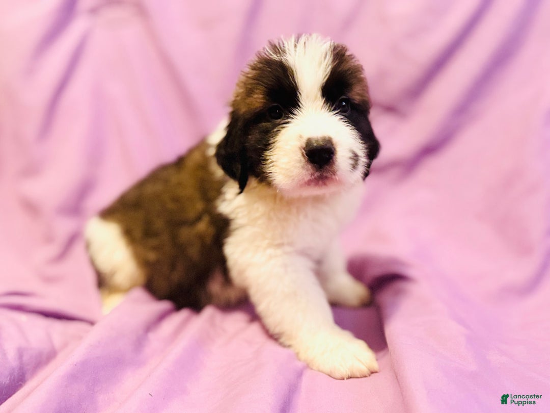 Saint Bernard dogs for sale: 14 Saints Available - Image 8