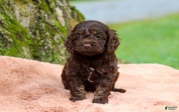 Cockapoo dogs for sale: Akira - Image 11