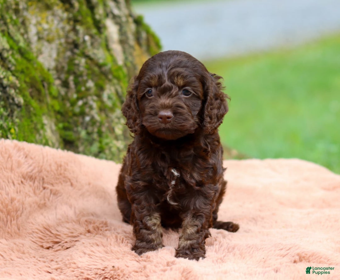 Cockapoo dogs for sale: Akira - Image 11
