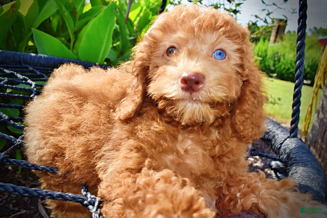 Havapoo dogs for sale: Ginger - Image 3