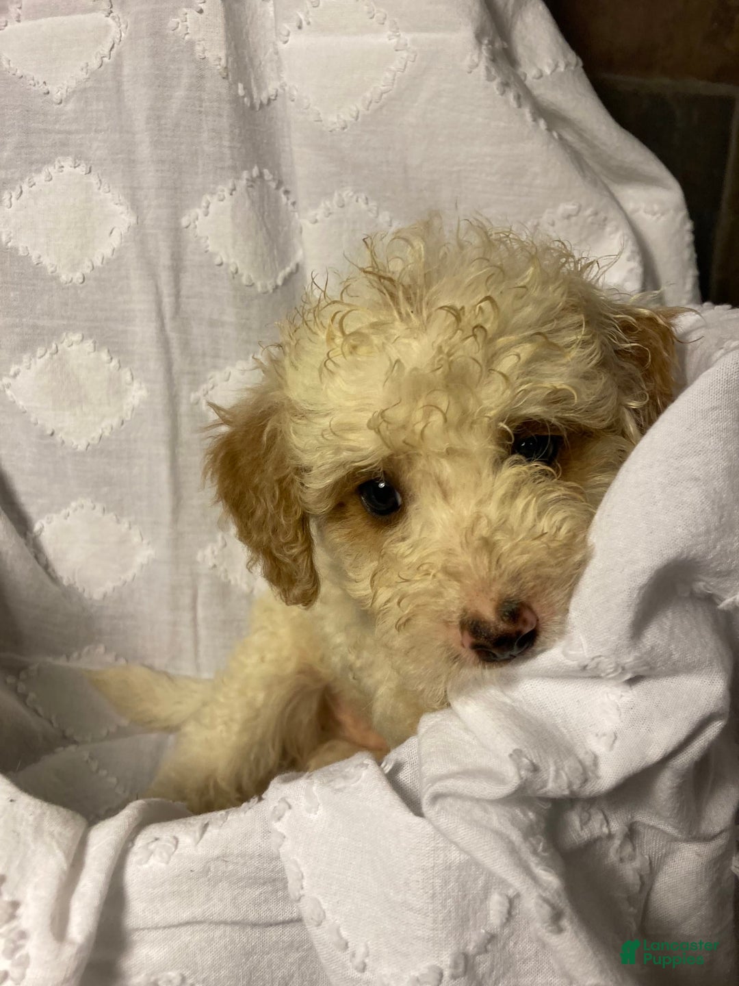 Mini Goldendoodle dogs for sale: Cooper - Image 29
