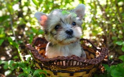 Morkie dogs for sale: Rare Merle Dragonfly - Image 16