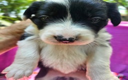 Border Collie dogs for sale: Ellie - Image 9