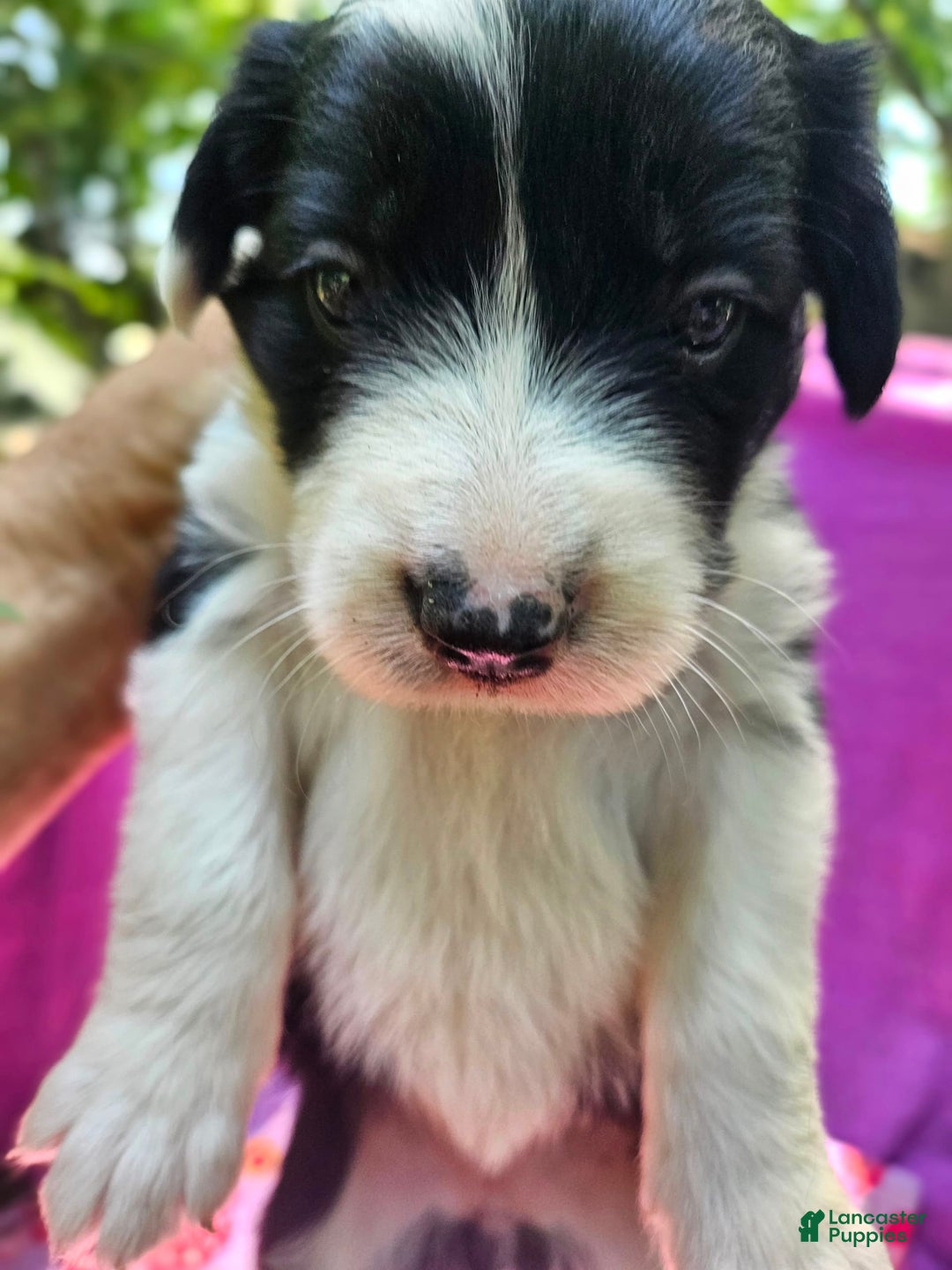 Border Collie dogs for sale: Ellie - Image 9