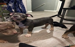 American Bully dogs for sale: Rosey - Image 14