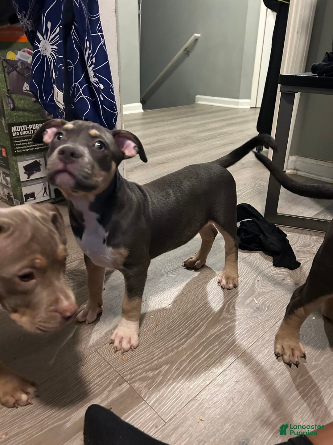American Bully dogs for sale: Rosey - Image 14