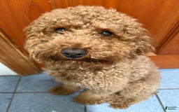 Miniature Poodle dogs for sale: Fluffy - Image 3