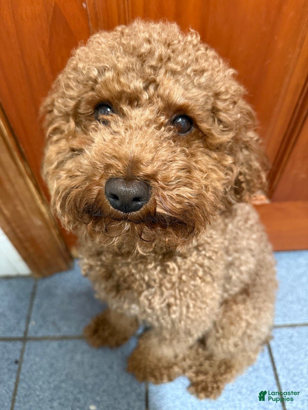Miniature Poodle dogs for sale: Fluffy - Image 3
