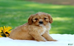 Cavapoo dogs for sale: Mac - Image 3