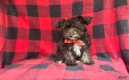 Miniature Schnauzer dogs for sale: Shooter - Image 7