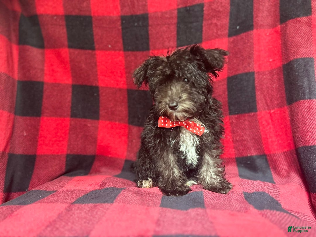 Miniature Schnauzer dogs for sale: Shooter - Image 7