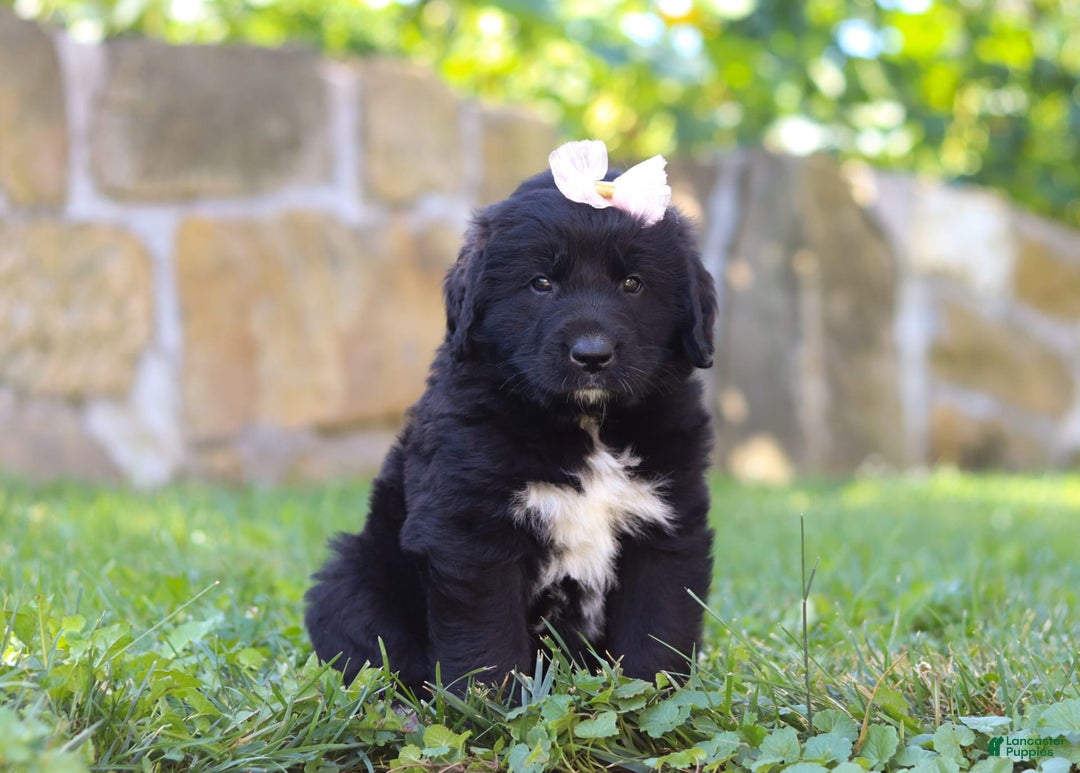 Newfoundland dogs for sale: Luna - Image 4