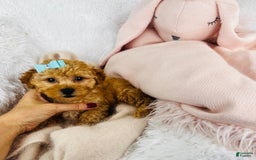 Toy Poodle dogs for sale: Pogo - Image 2