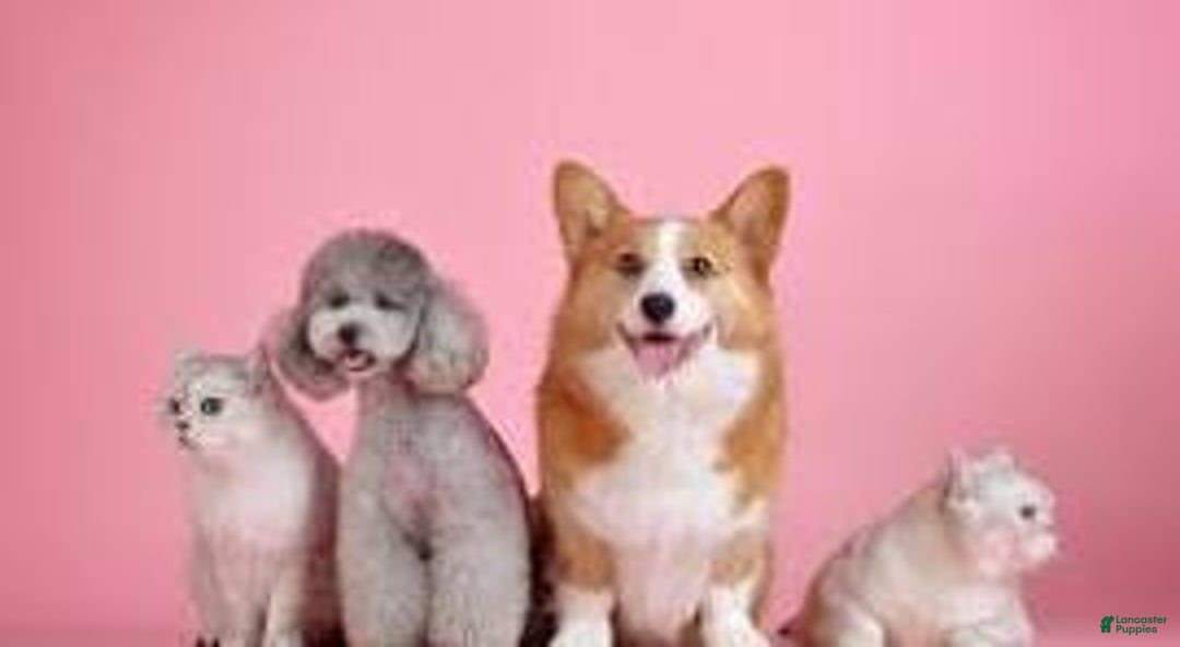 Afghan Hound dogs for sale: Afghan Hound Puppy 1 - Image 3