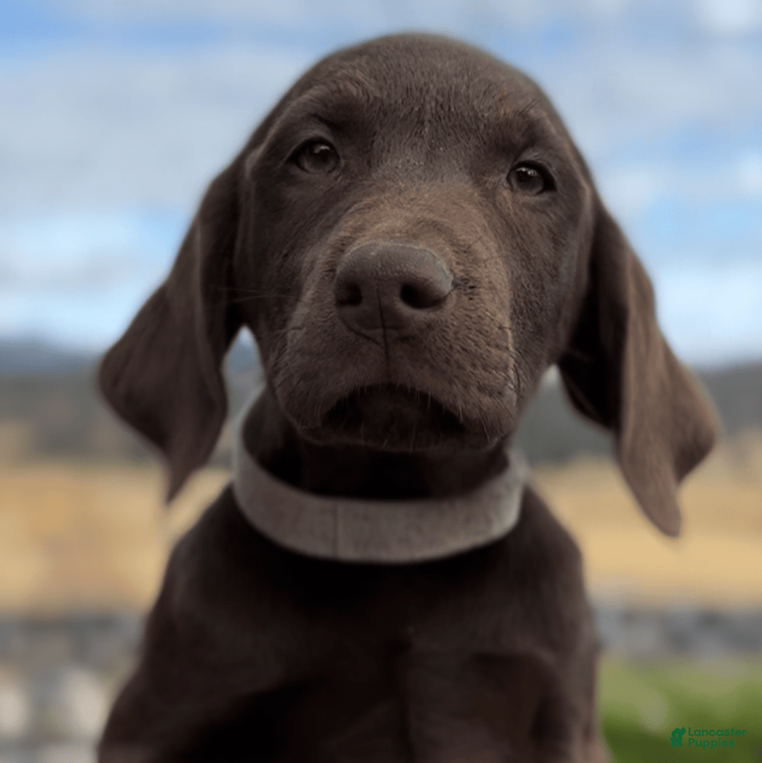 Labrador Retriever dogs for sale: Hunter - Image 7