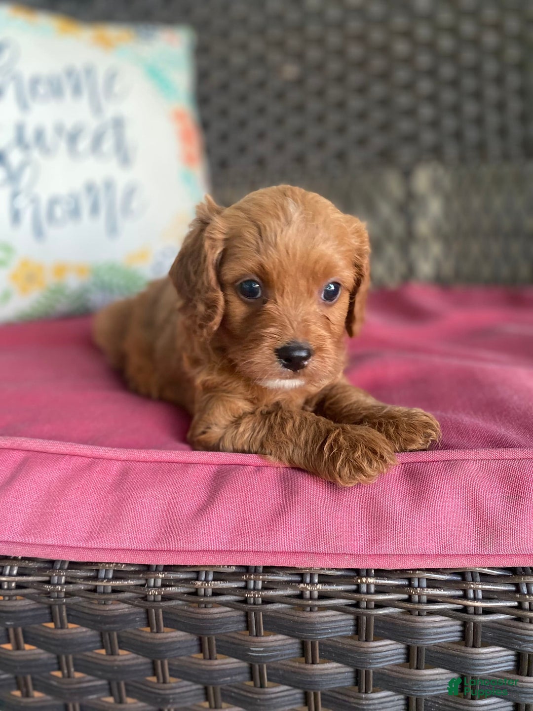 Cavapoo dogs for sale: Moose - Image 11