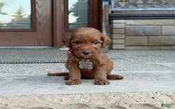 Goldendoodle dogs for sale: Paisley - Image 10