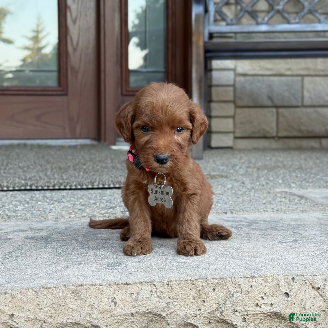 Goldendoodle dogs for sale: Paisley - Image 10