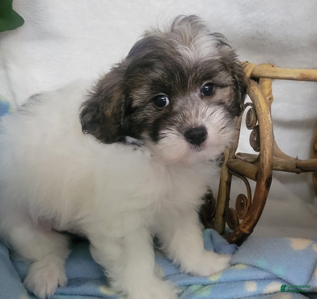 Shihpoo dogs for sale: Roco - Image 4
