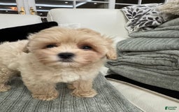 Maltipoo dogs for sale: Freeman - Image 6