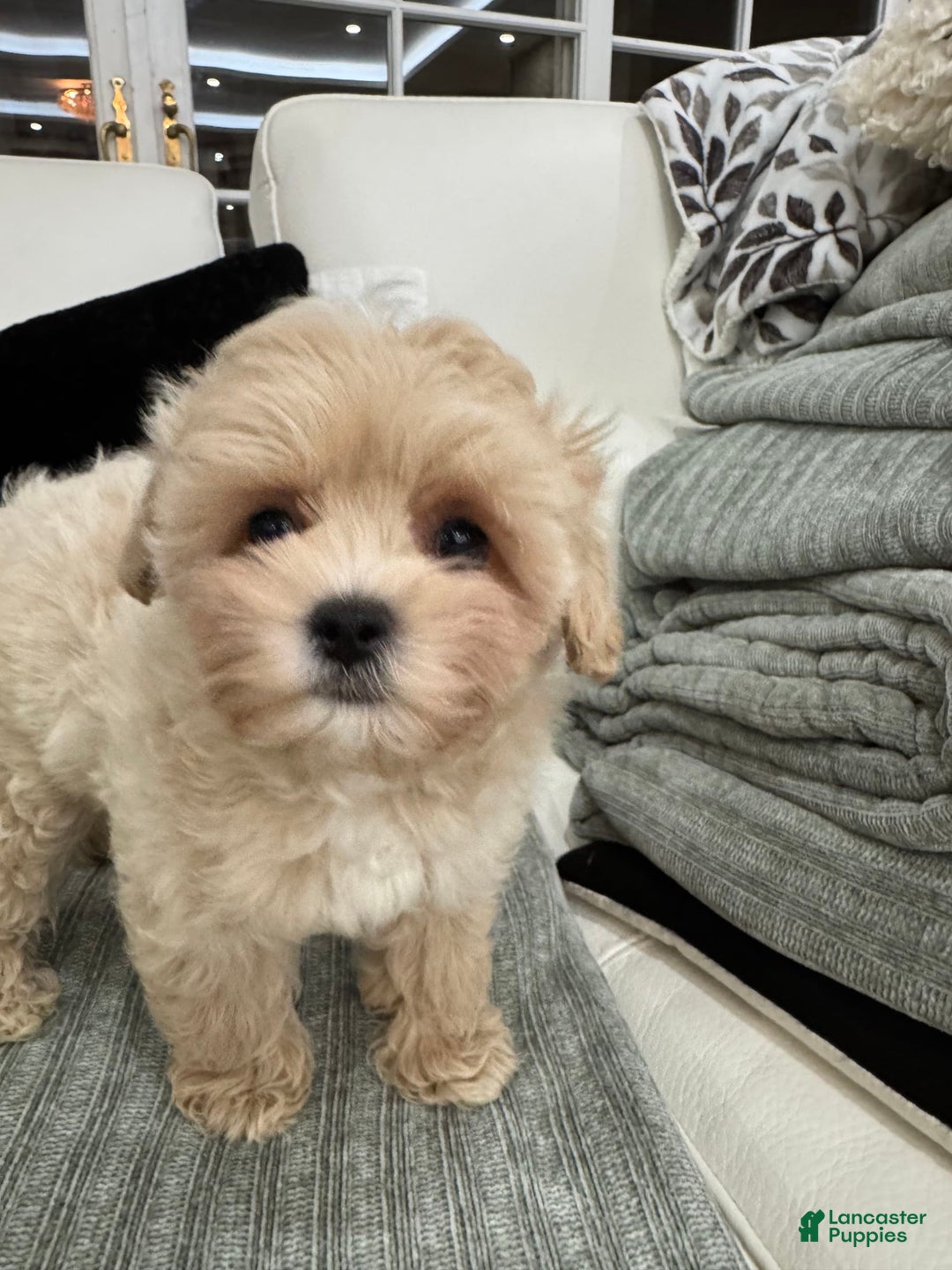 Maltipoo dogs for sale: Freeman - Image 6
