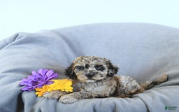 Mini Goldendoodle dogs for sale: Liam Rare Color - Image 5
