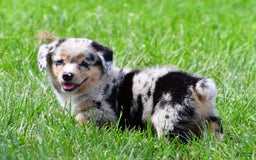 Australian Shepherd dogs for sale: Bella - Image 10