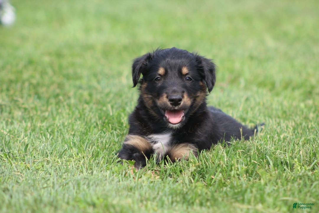 English Shepherd dogs for sale: Missy - Image 3